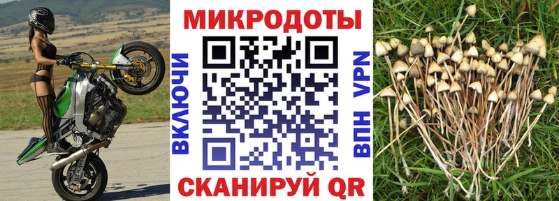 Галлюциногенные грибы Psilocybine cubensis  Купить где  Железноводск 